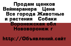 Продам щенков Веймаранера › Цена ­ 30 - Все города Животные и растения » Собаки   . Воронежская обл.,Нововоронеж г.